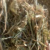 Hay cleanup