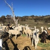 24 x Alpaca Herd