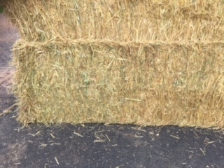 Oaten Hay