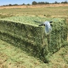 Under Auction - 97 Big Squares Lucerne 8x4x3 - excellent quality - SOLD BY THE BALE - Approximately 100 Bales 