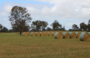 400 x Oaten Rye Hay 5x4 Round Bales - Price Reduced
