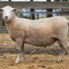 Under Auction - Lot 30 Highlander Ram 190193 (DLE Ram Auction A100 - 10th Sept via Auctionsplus) 