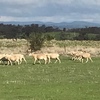 Wiltipoll Ewes