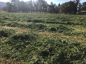 Prime Oaten Hay 4x4 Rounds 