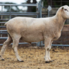 Under Auction - Lot 9 Highlander Ram 191137 (DLE Ram Auction A100 - 10th Sept via Auctionsplus) 