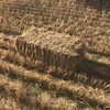 Small straw bales