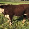 Poll Hereford Bulls