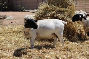 MIXED AGE PUREBRED DORPER EWES