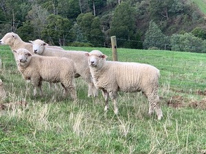 Ryeland rams for sale