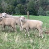Ryeland rams for sale