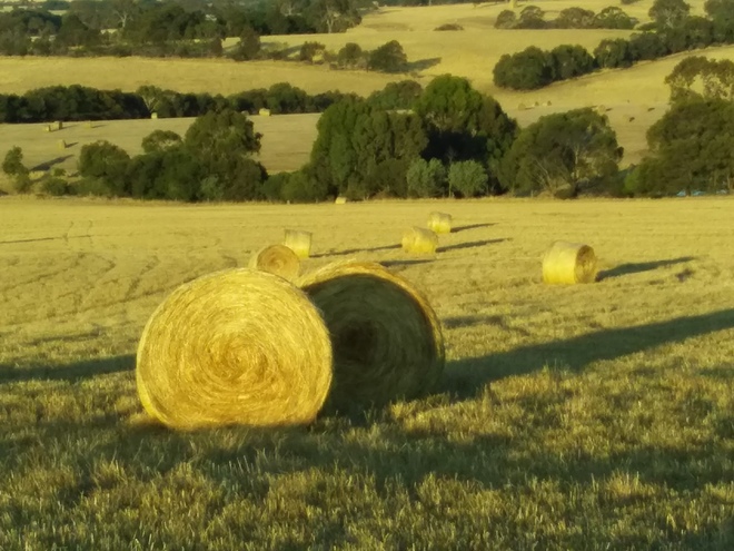150 x Ryegrass Hay Rolls