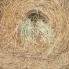 Irrigated Pasture Hay for sale