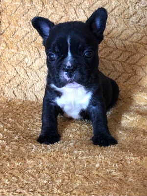 French bulldogs puppies 