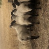 Suffolk Rams 