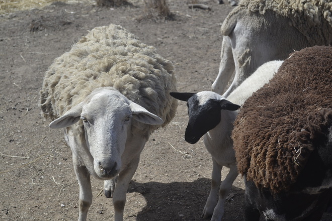 Dorper X Wiltshire Horn Ewe Lambs 