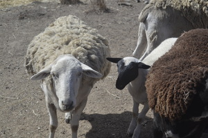 Dorper X Wiltshire Horn Ewe Lambs 