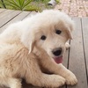 Maremma puppies for sale