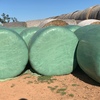 200 + Clover Rye Silage Rolls