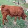 REGISTERED LIMOUSIN BULL 16 months old 