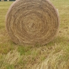 900 x Rye & Clover Hay 5x4 Rolls