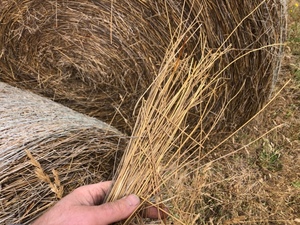 6ft rolls of Bullrush Hay For Sale