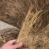 6ft rolls of Bullrush Hay For Sale