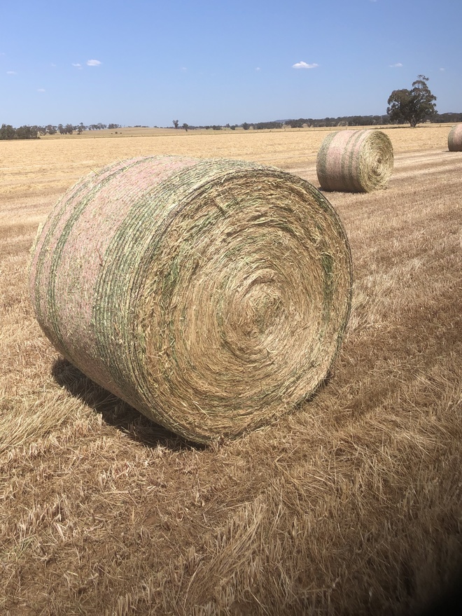 250 x Oaten/Rye Hay 5x4 Rolls 