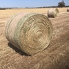 250 x Oaten/Rye Hay 5x4 Rolls 