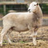 Under Auction - Lot 12 Highlander Ram 190502 (DLE Ram Auction A100 - 10th Sept via Auctionsplus) 