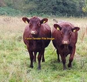 WANTED 4 Weaned Steers