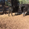 Augus Stud Cow with Bull Calf at Foot  PTIC