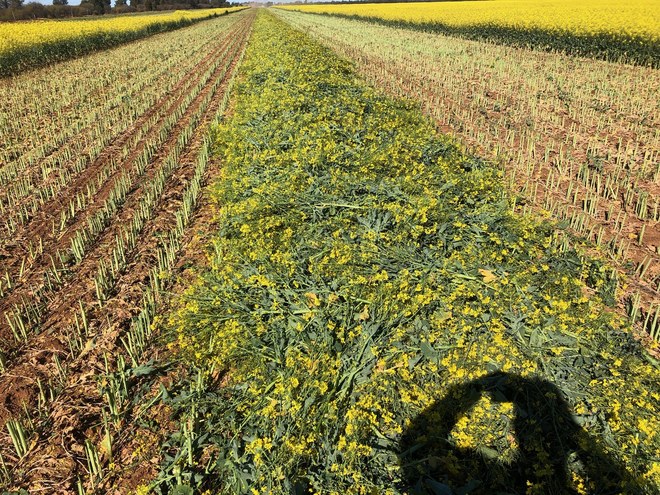 200mt Canola Hay 600-650kg 8x4x3 Bales, New Season, Shedded Ready for Pickup, Grong Grong