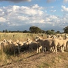 1.5 year Poll Dorset Rams For Sale