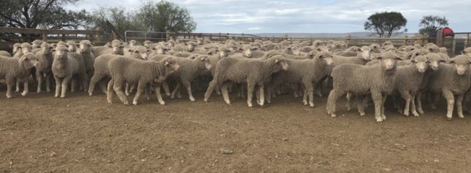 Future Breeder ewe lambs