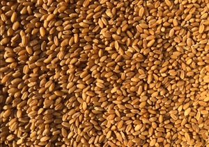 Ford Wheat - Beardless / Awnless - Hay Wheat Variety Graded