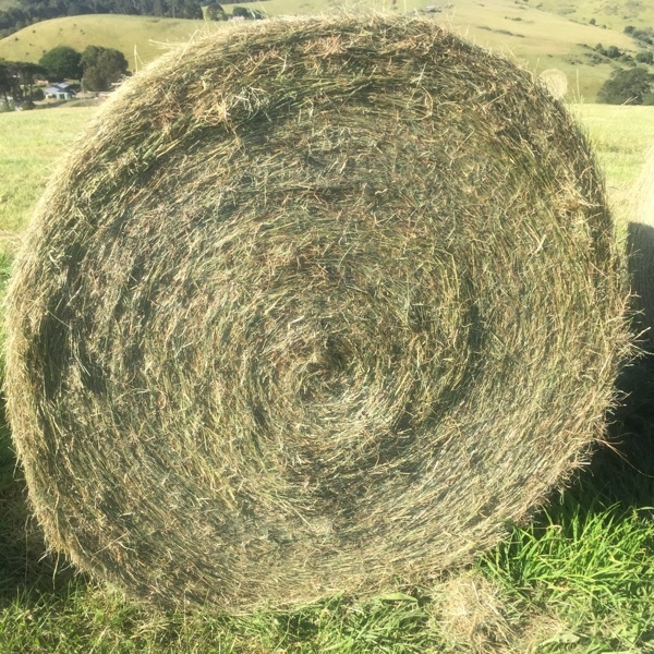 5 x 4 Pasture Hay - Rye & Clover