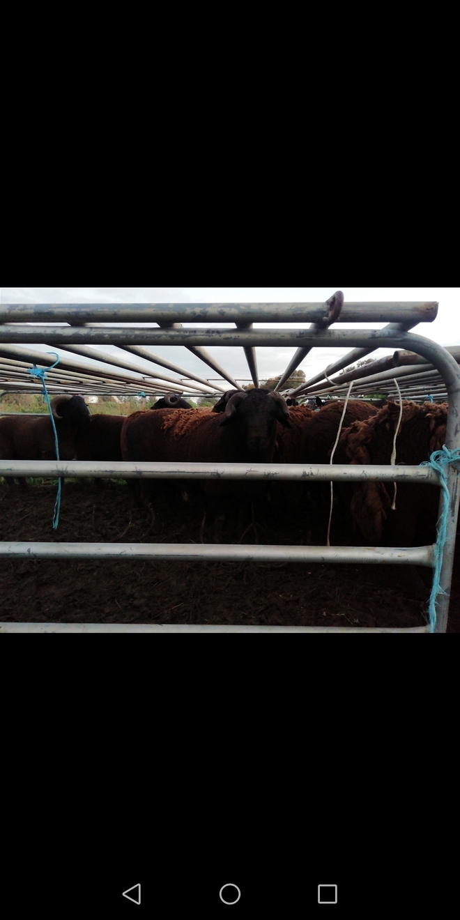 Dorpers rams