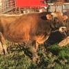 2 YEAR OLD JERSEY BULL