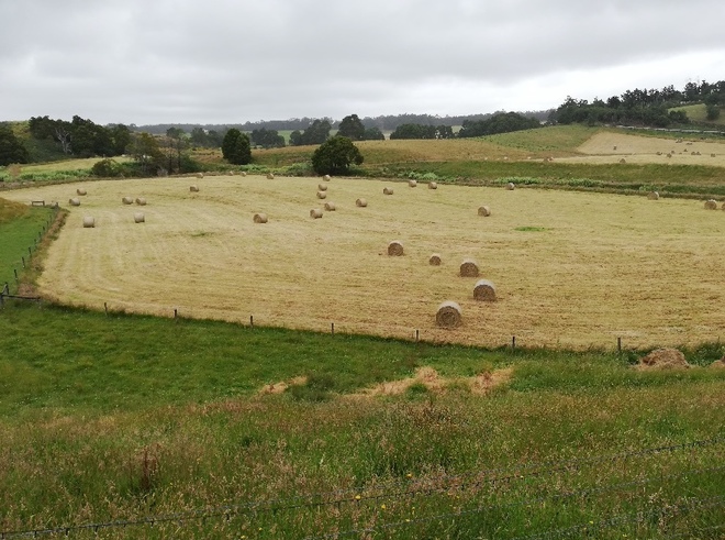 140 x Pasture Hay 5x4 Rolls