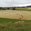 140 x Pasture Hay 5x4 Rolls