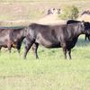ANGUS BULLS - REGISTERED and Commercial
