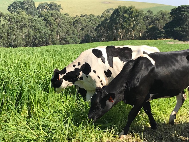 Shirohie Millet 2021 crop