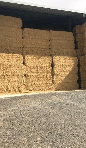 80mt Barley Hay 600-650kg 8x4x3 Bales