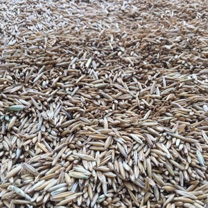 yarran oat seed