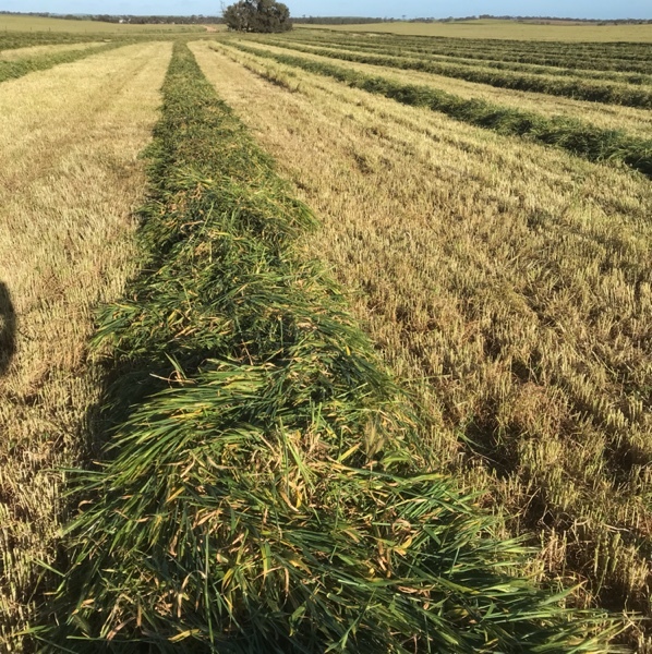Wheaten & Barley hay 