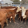 Hereford Cows with Shorthorn/Hereford Calves at Foot