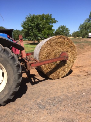 International Hay Feeder