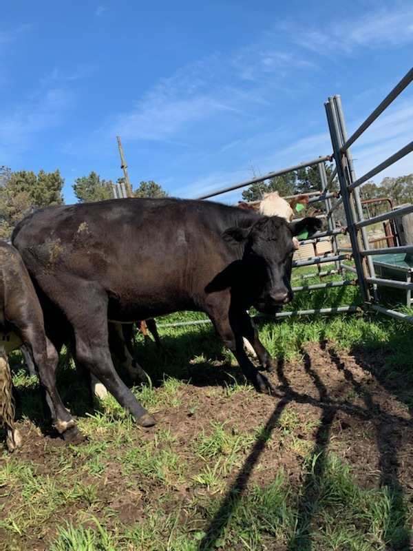 15 PTIC Hereford x Friesian and Angus x Friesian 2 yr old Heifers 