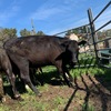 15 PTIC Hereford x Friesian and Angus x Friesian 2 yr old Heifers 
