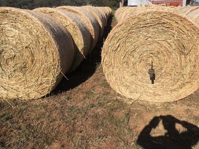 100mt Oaten Hay 5x4 Rolls